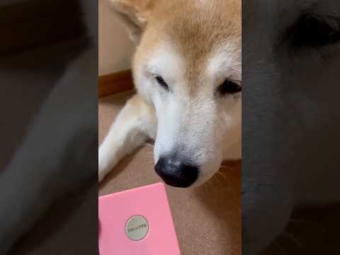 柴犬福 姉に新兵器を乱用される柴犬🤣Sis and Shiba🤣姉と柴 shorts 柴犬 japanesedog s… サムネイル