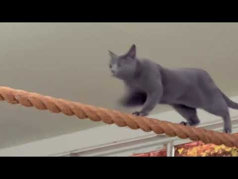 バランスは私にお任せワカバちゃん😊 なかなか見れない猫によるショー ザ・キャッツ(午前)    那須どうぶつ王国にて… サムネイル