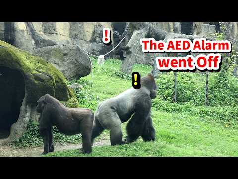 Gorilla Ringo's cute reaction when the alarm went off | 警報響… サムネイル