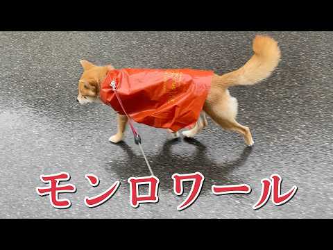 【柴犬小夏】雨の日は本格チョコレート店のレインコートで　モンロワール サムネイル