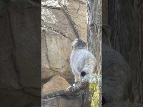 shorts 木登りナゴムくん　マヌルネコ　那須どうぶつ王国にて　2026年4月11日 サムネイル