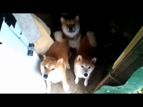 2026年1月4日(日) 三匹が下屋に住んでいた時の風景(2019) サムネイル