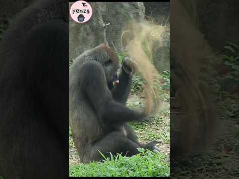 Hilarious gorilla 🤣🤣🤣 gorillatag taipeizoo 金剛猩猩 台北市立動物園 fun…