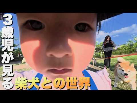【３歳児の世界】柴犬と暮らす３歳児の世界は懐かしく＆愛おしい サムネイル