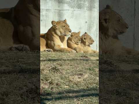 shorts ライオン🦁親子　のんほいパーク　2026年1月23日 サムネイル