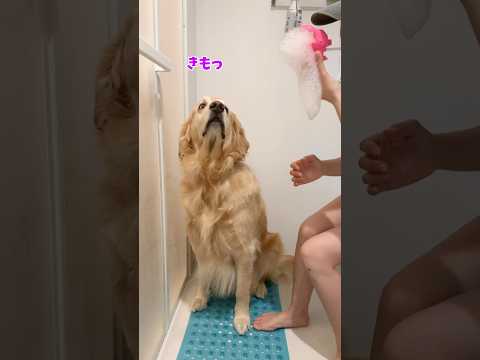 嫌われるカバオ 大型犬 ゴールデンレトリバー