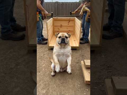 Cute Chubby Dog Watches Workers Build His Dream House | Raw… サムネイル