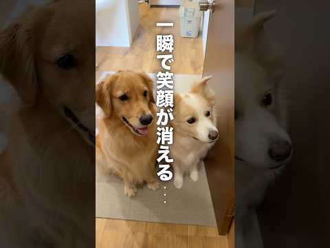 月に一回、愛犬の笑顔が一瞬で消える日...【ゴールデンレトリバー・ボーダーコリー】shorts