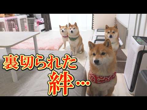愛犬の過去を思い出し、感傷に浸っていたら、とんでもないオチが待っていました・・・ サムネイル