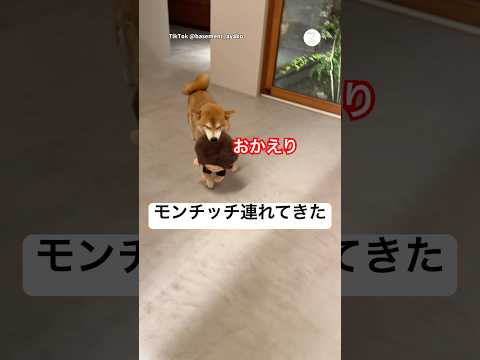 帰宅したらモンチッチ咥えて走ってきた柴犬　　　　柴犬　犬　柴犬のいる暮らし かわいい犬 面白い犬 サムネイル