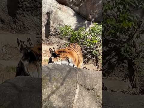 shorts あぁ！落ちちゃったネェ〜〜🥲2月17日のサーシャちゃん5歳のお誕生日を前に 本日お祝いしました〜😊　アム… サムネイル