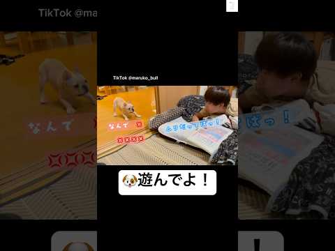 勉強中の息子&遊んで欲しい子犬😂　#子犬　#かわいい　#犬　#フレブル　#犬のいる暮らし サムネイル