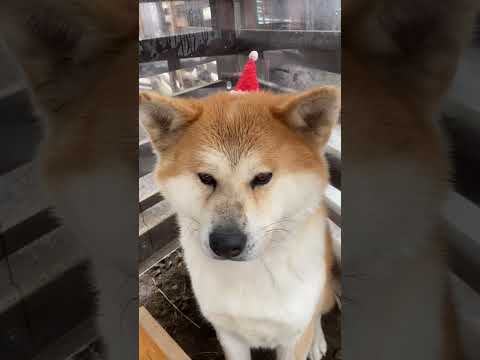 サンタ帽子似合うでしょ？shorts クリスマス 秋田犬 サムネイル