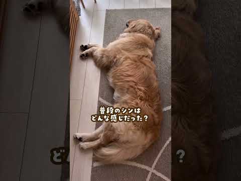 病気に行ったらもう安心だと思ってました ゴールデンレトリバー 大型犬のいる生活 goldenretreiver 大型犬…