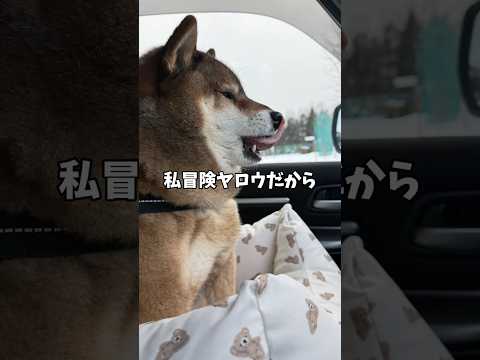 大冒険をするつもりの柴犬でしたが・・・ サムネイル