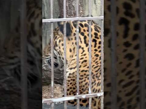 shorts アスカくんの後ろ姿✨　ジャガー　東山動植物園にて　2026年3月13日 サムネイル