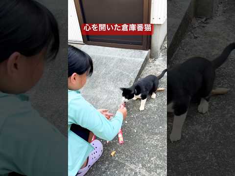 ようやく心を開いた倉庫番猫 保護猫 ねこのいる生活 サムネイル