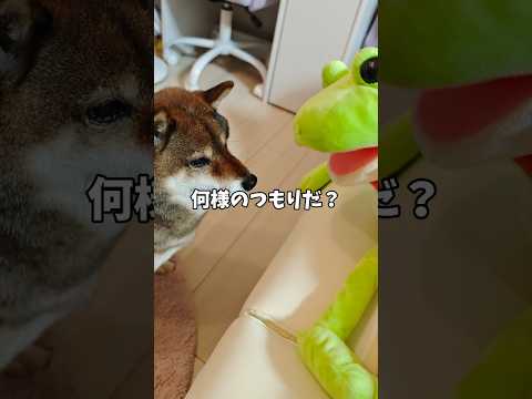 再び推しになりたい柴犬は・・・ サムネイル