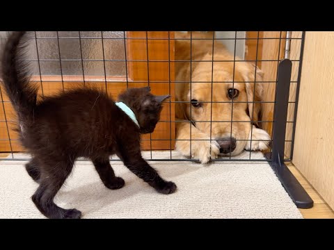 初めて大型犬をみた子猫が動けなくなっちゃいました...【ゴールデンレトリバー・ボーダーコリー】