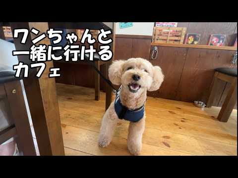 【犬同伴OKのカフェ】自分がデカプーであることを改めて実感する大きいトイプードル【トイプードルのロアくん】【toypo… サムネイル