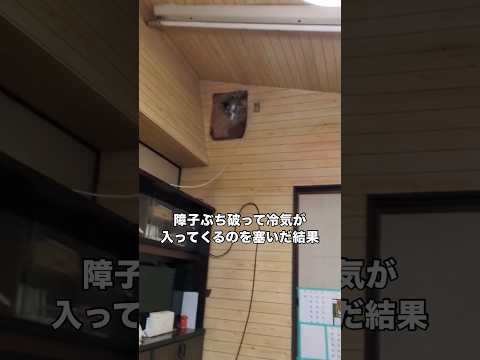 家猫が障子ぶち破って冷気が入るのを完璧に塞いだら相手の方が3枚上手だった件 ネコハラ 障子 断熱効率 猫 サムネイル