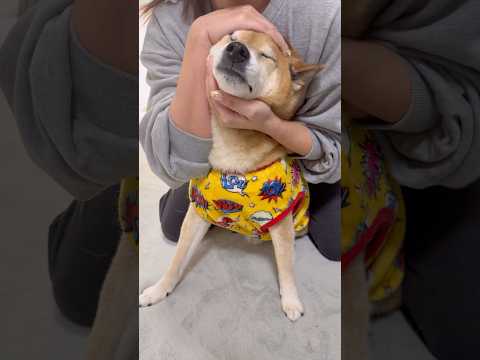 母がやりたかったシリーズ① #柴犬 サムネイル