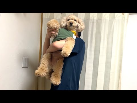 甘えん坊な大きいトイプードルのナイトルーティン【デカプー】【トイプードルのロアくん】【toy poodle】 サムネイル
