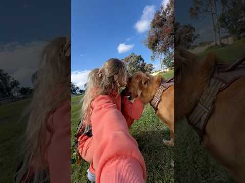 coming home to my golden retriever🥵 goldenretreiver dog ind… サムネイル