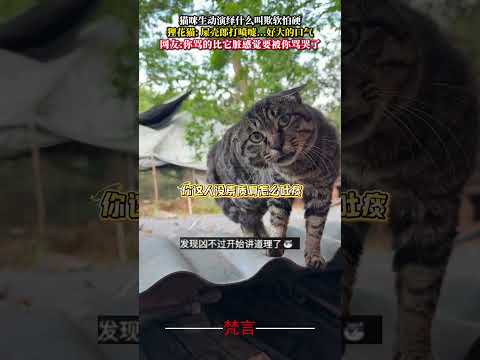 貓咪生動演繹什麼叫欺軟怕硬 貓 意外 萬萬沒想到 搞笑 cat amazing laugh  shorts サムネイル