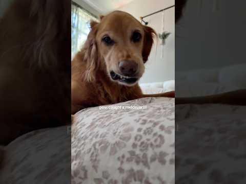 coming home to my golden retriever🥵goldenretreivers dog pup… サムネイル