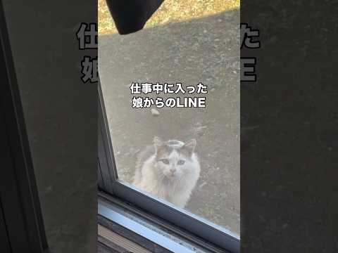 近所でたまに見てて気になってた長毛猫が庭に来たと娘から1本のLINEが入った。 野良猫 保護猫 捨て猫 shorts