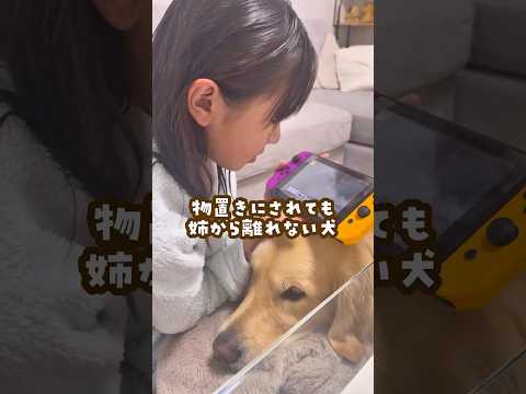 物置きにされても姉から離れない犬 ゴールデンレトリバー 大型犬のいる生活 大型犬と子供 サムネイル