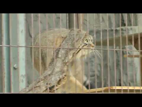 ノブ・ヤス・ヒデ3兄弟　それぞれに　仔マヌルネコ　東山動植物園　00002 サムネイル
