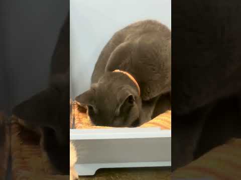 shorts ワカバちゃん？　那須どうぶつ王国　IMG 0011 サムネイル