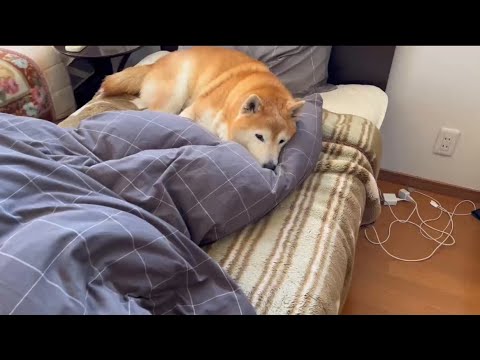 柴犬福 父のベッドで朝寝坊柴犬🤣Oversleep-Shiba Inu🤣 サムネイル