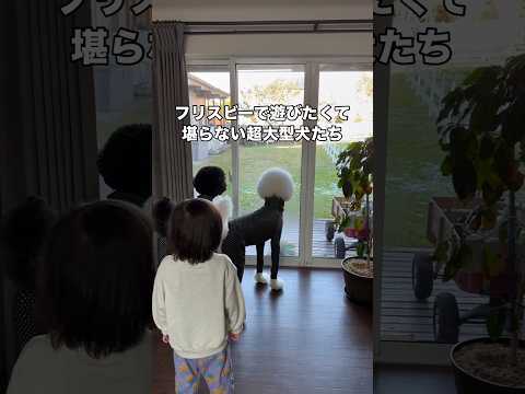 ガラス越しの庭先からお父さんがフリスビーを持って出てきてことに大興奮するスタンダードプードル スタンダードプードル ス…