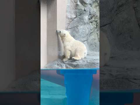 shorts モモ太くん 何してるのぉ〜😲？　ホッキョクグマの仔　男鹿水族館GAOにて　2026年6月26日