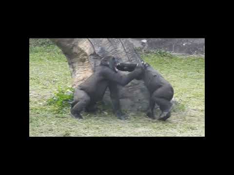 little gorilla brothers Jabali 5y4m old & Ringo 4y9m old. s… サムネイル