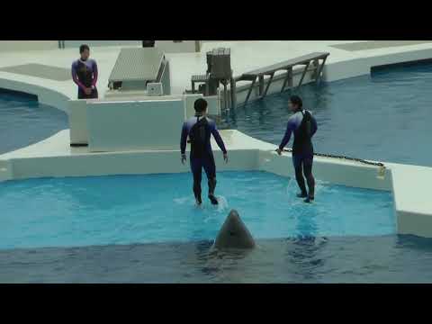 トレーナーさんとシャチ親子　　須磨シーワールド　00019 サムネイル