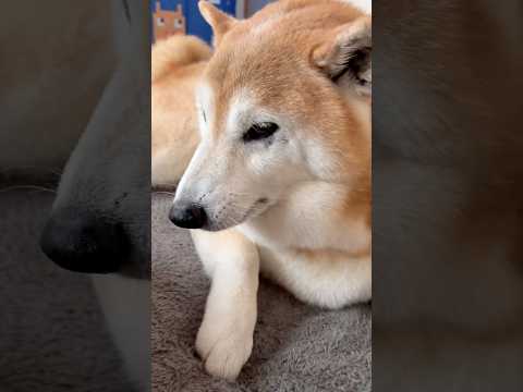 柴犬福 喜び肉球した後に姉を舐めに行って珍しく嫌がられる柴犬🤣Sis and Shiba🤣姉と柴 shorts 柴犬… サムネイル