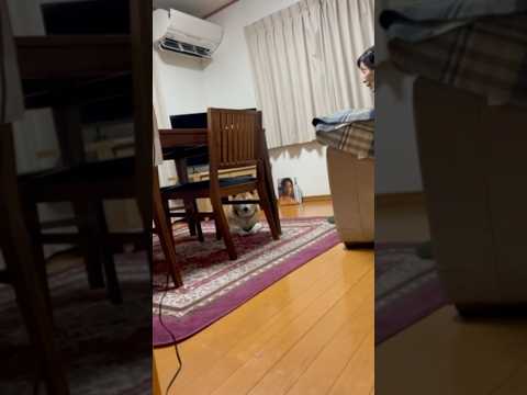 柴犬福 母と謎の駆け引き中の柴犬🤣Why here🤣shorts japanesedog 柴犬 shibainu do… サムネイル