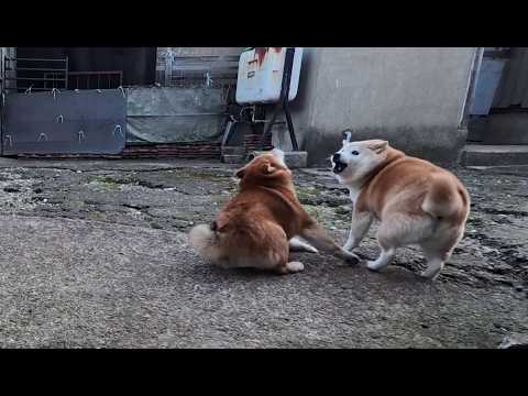 2026年4月1日(水) ママを怒らせる遊びを開発する末っ子ちゃん サムネイル