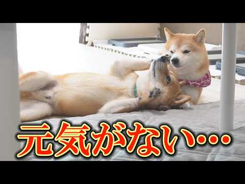 帰省した息子が帰り、落ち込む兄姉犬を盛り上げようとする弟柴犬がおもしろ可愛い過ぎました。 サムネイル
