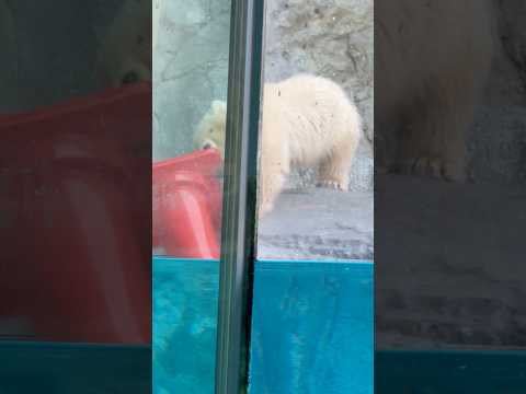 shorts モモ太くん　赤いコーンさん重いネェ〜　  ホッキョクグマの仔　秋田県男鹿水族館GAOにて2026年4月3… サムネイル