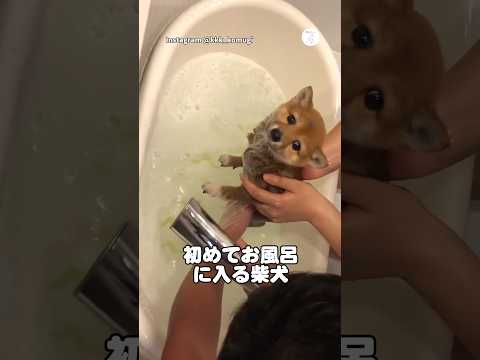 初めてお風呂に入る子犬🐶見せた反応が可愛すぎた