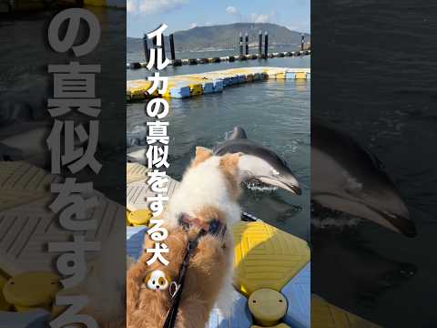 イルカの行動を真似しようとする犬が賢すぎる..!!【ボーダーコリー・ゴールデンレトリバー】shorts サムネイル