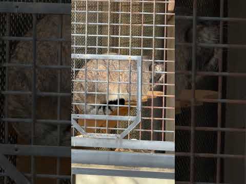 shorts マヌルネコのイーリスくん　王子動物園　2025年12月27日 サムネイル