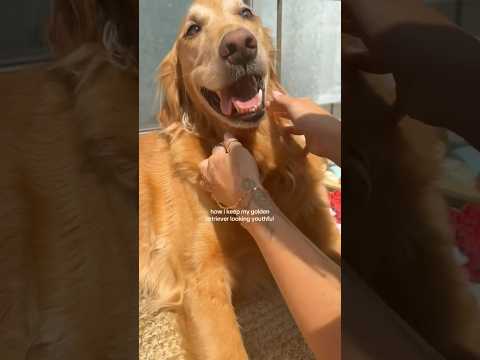coming home to my golden retriever🥵goldenretreivers dog pup… サムネイル