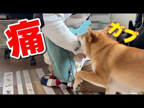 【躾けたはずだがどうしたー？】ガブガブ噛んでくる柴犬小夏　ひよどりごえ森林公園 サムネイル