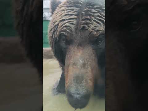 ぶるぶるウメタロウ🐻東武動物公園動物かわいいエゾヒグマ サムネイル